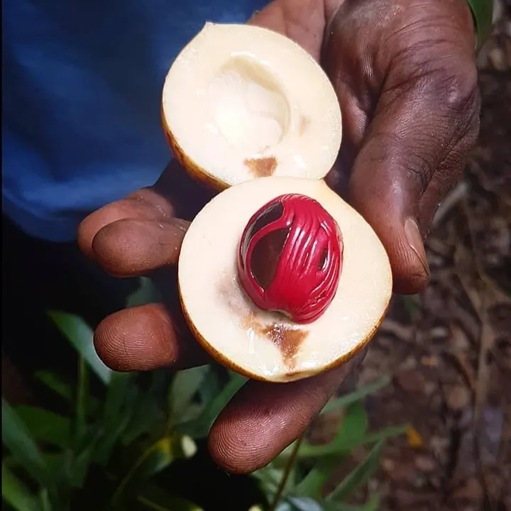 An open nutmeg fruit with its red mace