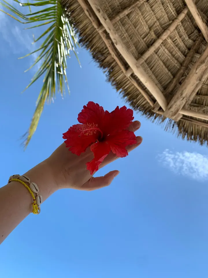 A red hibiscus flower against the sky