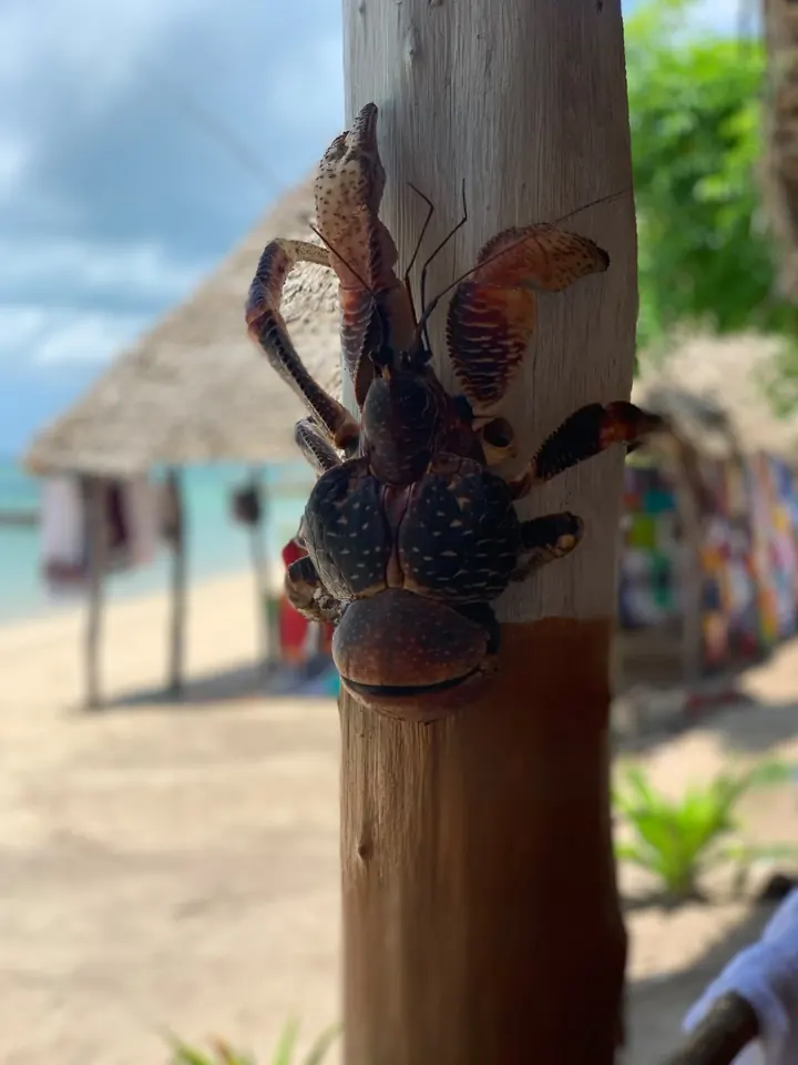 A coconut crab on a tree trunk by the beach
