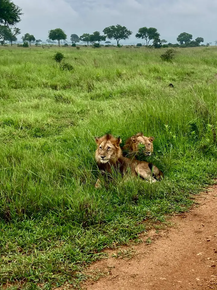 Two lions resting in the grass in Mikumi