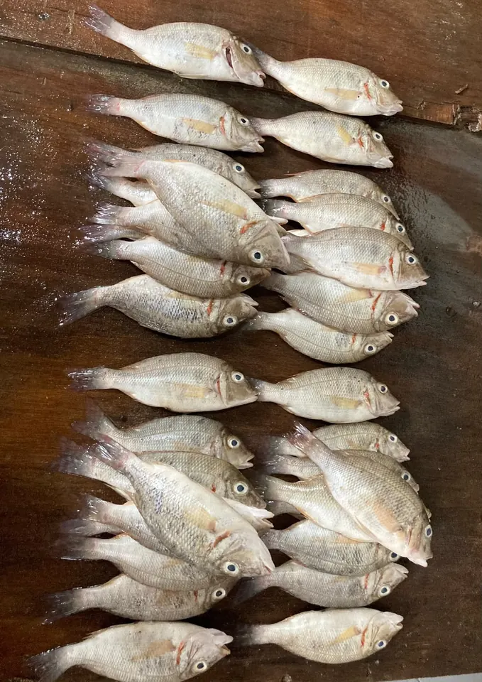 Du poisson frais au marché