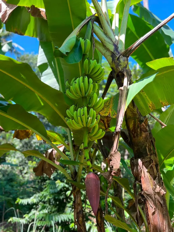 A group of travellers with a basket of tropical fruit on a tour