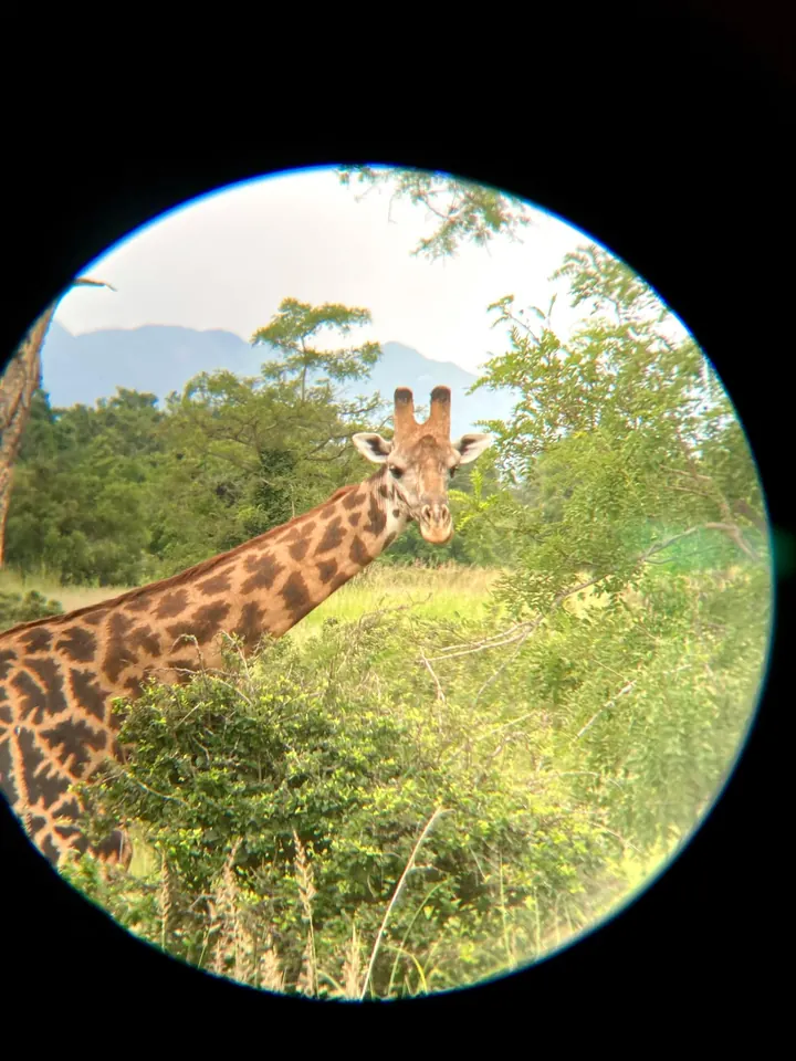 A giraffe seen through binoculars in Mikumi